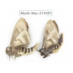 Moths sp. China, Guizhou, Bijie area, Jinsha county.2Pcs. Moth-Mix-214483.