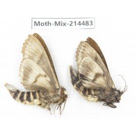 Moths sp. China, Guizhou, Bijie area, Jinsha county.2Pcs. Moth-Mix-214483.