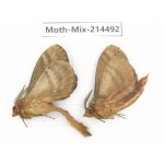 Moths sp. China, Guizhou, Bijie area, Jinsha county.2Pcs. Moth-Mix-214492.
