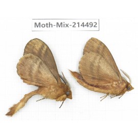 Moths sp. China, Guizhou, Bijie area, Jinsha county.2Pcs. Moth-Mix-214492.