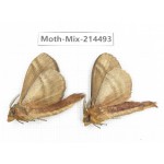 Moths sp. China, Guizhou, Bijie area, Jinsha county.2Pcs. Moth-Mix-214493.