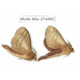 Moths sp. China, Guizhou, Bijie area, Jinsha county.2Pcs. Moth-Mix-214493.