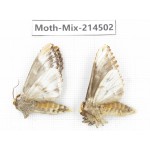 Moths sp. China, Guizhou, Bijie area, Jinsha county.2Pcs. Moth-Mix-214502.