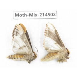 Moths sp. China, Guizhou, Bijie area, Jinsha county.2Pcs. Moth-Mix-214502.