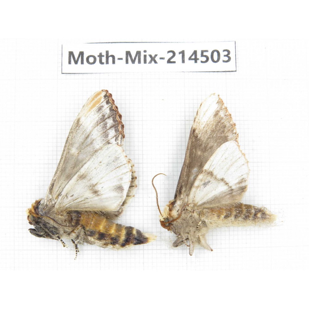 Moths sp. China, Guizhou, Bijie area, Jinsha county.2Pcs. Moth-Mix-214503.