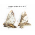 Moths sp. China, Guizhou, Bijie area, Jinsha county.2Pcs. Moth-Mix-214503.