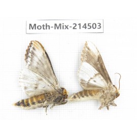 Moths sp. China, Guizhou, Bijie area, Jinsha county.2Pcs. Moth-Mix-214503.