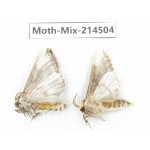 Moths sp. China, Guizhou, Bijie area, Jinsha county.2Pcs. Moth-Mix-214504.