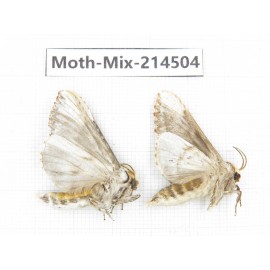 Moths sp. China, Guizhou, Bijie area, Jinsha county.2Pcs. Moth-Mix-214504.