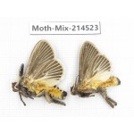 Moths sp. China, Guizhou, Bijie area, Jinsha county.2Pcs. Moth-Mix-214523.