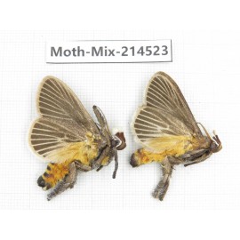 Moths sp. China, Guizhou, Bijie area, Jinsha county.2Pcs. Moth-Mix-214523.