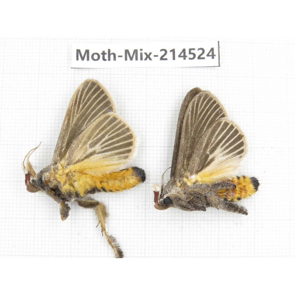 Moths sp. China, Guizhou, Bijie area, Jinsha county.2Pcs. Moth-Mix-214524.