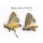 Moths sp. China, Guizhou, Bijie area, Jinsha county.2Pcs. Moth-Mix-214524.