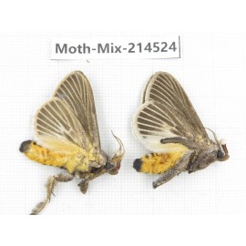 Moths sp. China, Guizhou, Bijie area, Jinsha county.2Pcs. Moth-Mix-214524.