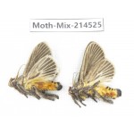 Moths sp. China, Guizhou, Bijie area, Jinsha county.2Pcs. Moth-Mix-214525.