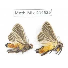 Moths sp. China, Guizhou, Bijie area, Jinsha county.2Pcs. Moth-Mix-214525.