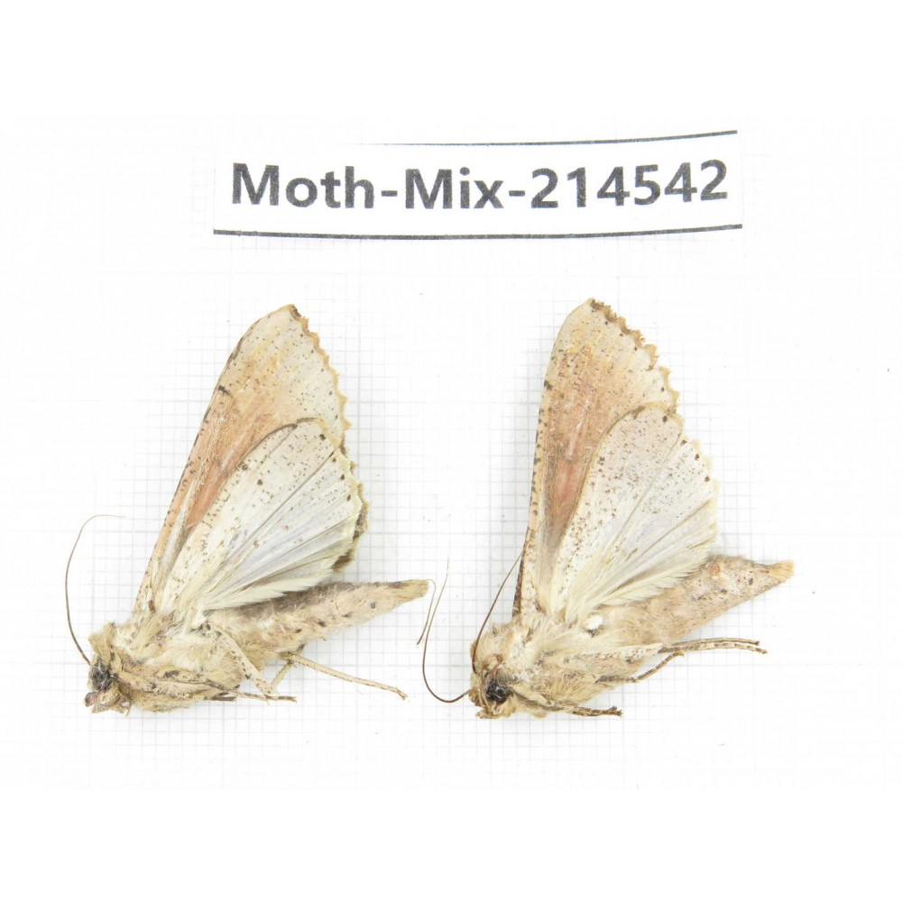 Moths sp. China, Guizhou, Bijie area, Jinsha county.2Pcs. Moth-Mix-214542.