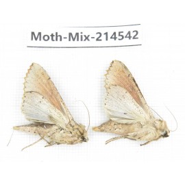 Moths sp. China, Guizhou, Bijie area, Jinsha county.2Pcs. Moth-Mix-214542.