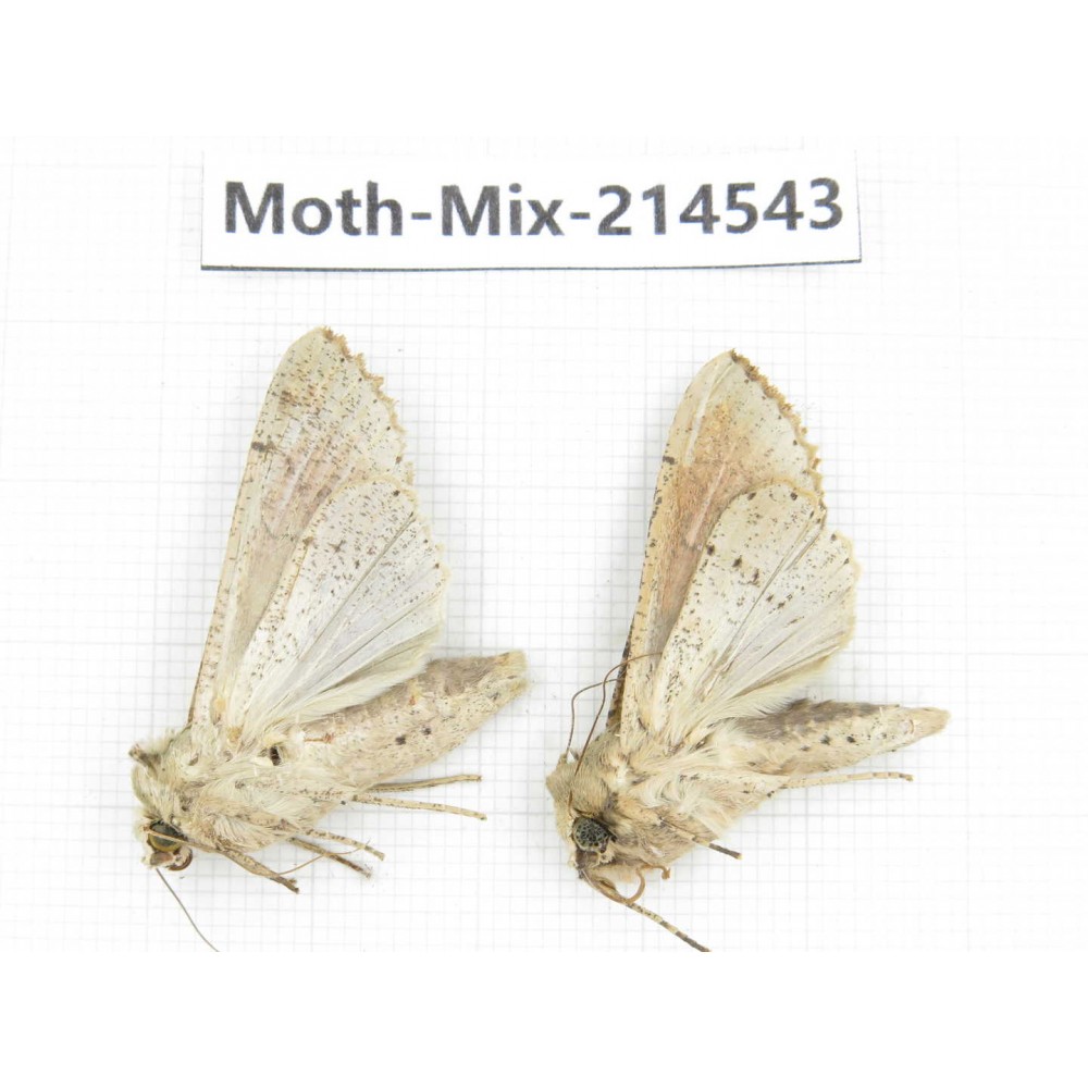 Moths sp. China, Guizhou, Bijie area, Jinsha county.2Pcs. Moth-Mix-214543.