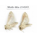 Moths sp. China, Guizhou, Bijie area, Jinsha county.2Pcs. Moth-Mix-214543.
