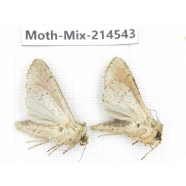 Moths sp. China, Guizhou, Bijie area, Jinsha county.2Pcs. Moth-Mix-214543.