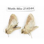 Moths sp. China, Guizhou, Bijie area, Jinsha county.2Pcs. Moth-Mix-214544.