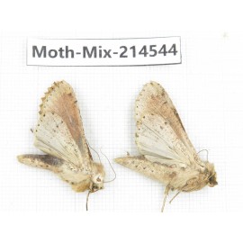 Moths sp. China, Guizhou, Bijie area, Jinsha county.2Pcs. Moth-Mix-214544.