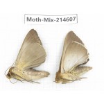 Moths sp. China, Guizhou, Bijie area, Jinsha county.2Pcs. Moth-Mix-214607.