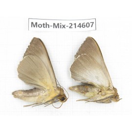 Moths sp. China, Guizhou, Bijie area, Jinsha county.2Pcs. Moth-Mix-214607.
