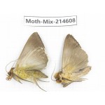 Moths sp. China, Guizhou, Bijie area, Jinsha county.2Pcs. Moth-Mix-214608.