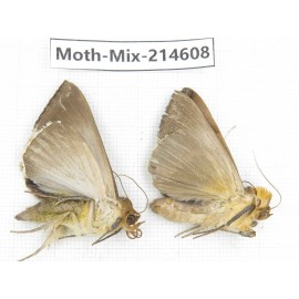 Moths sp. China, Guizhou, Bijie area, Jinsha county.2Pcs. Moth-Mix-214608.