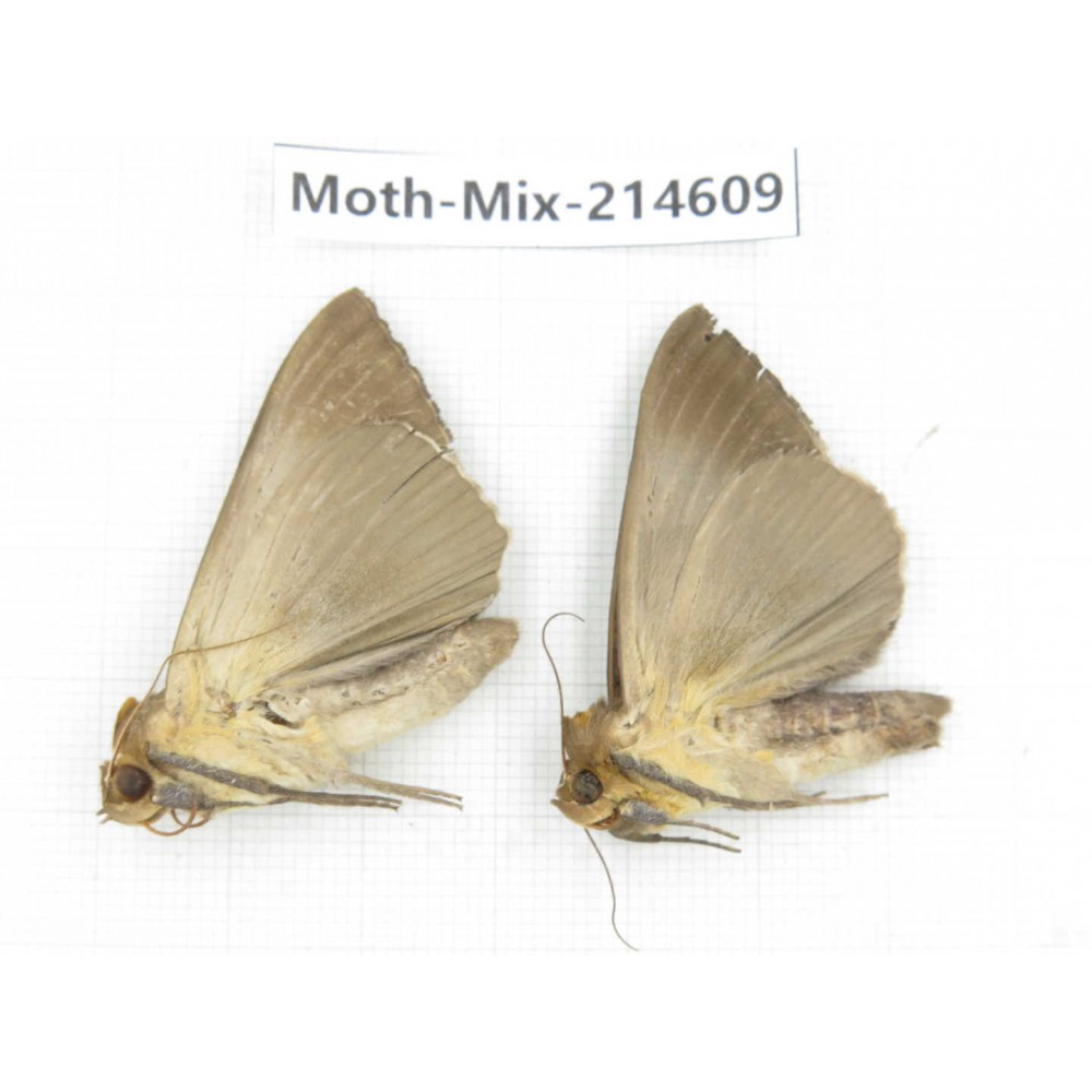 Moths sp. China, Guizhou, Bijie area, Jinsha county.2Pcs. Moth-Mix-214609.