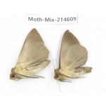 Moths sp. China, Guizhou, Bijie area, Jinsha county.2Pcs. Moth-Mix-214609.