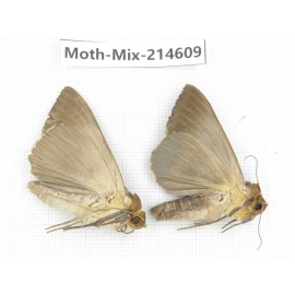 Moths sp. China, Guizhou, Bijie area, Jinsha county.2Pcs. Moth-Mix-214609.