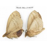 Moths sp. China, Guizhou, Bijie area, Jinsha county.2Pcs. Moth-Mix-214630.