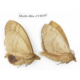 Moths sp. China, Guizhou, Bijie area, Jinsha county.2Pcs. Moth-Mix-214630.