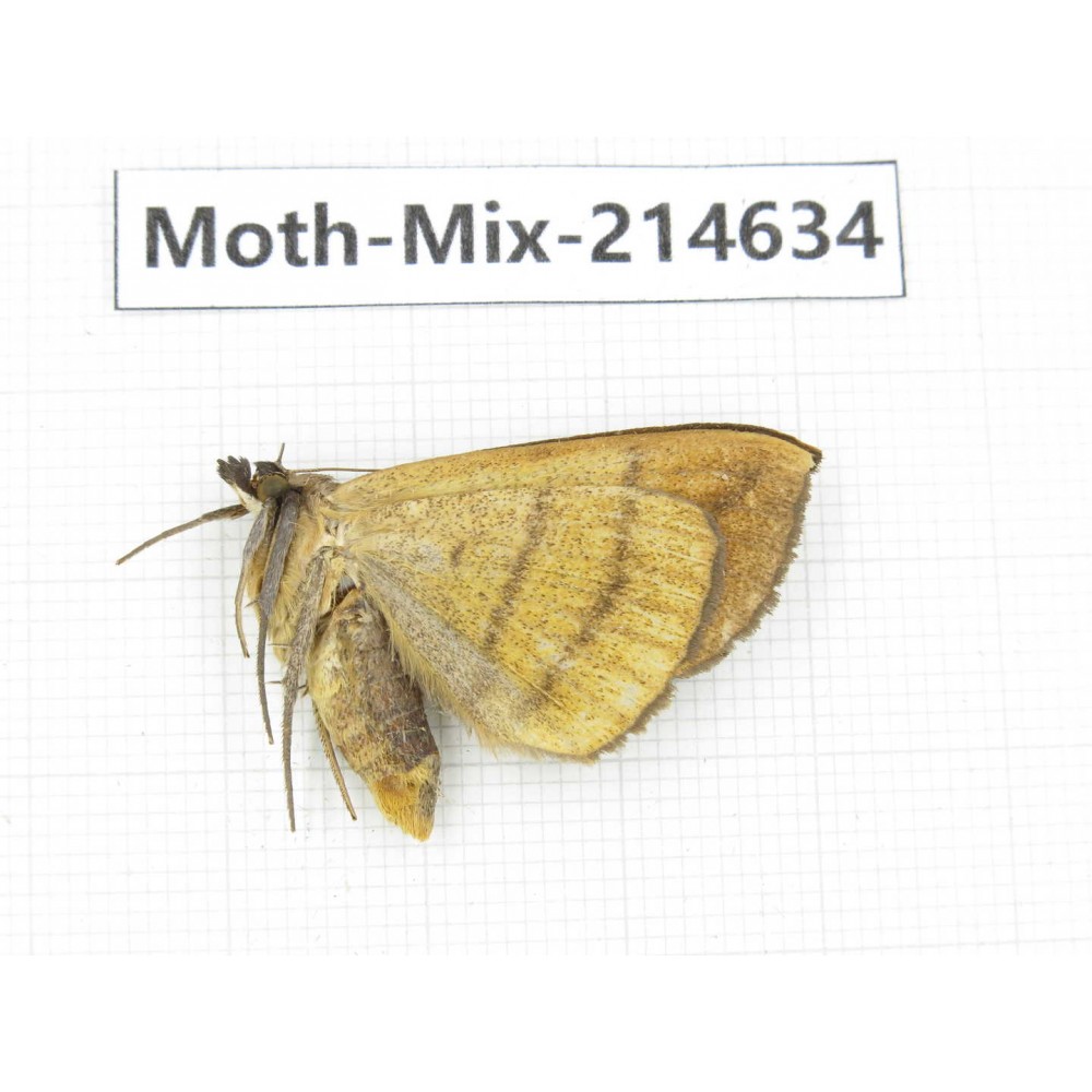 Moths sp. China, Guizhou, Bijie area, Jinsha county.1Pcs. Moth-Mix-214634.