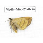 Moths sp. China, Guizhou, Bijie area, Jinsha county.1Pcs. Moth-Mix-214634.