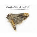 Moths sp. China, Guizhou, Bijie area, Jinsha county.1Pcs. Moth-Mix-214635.