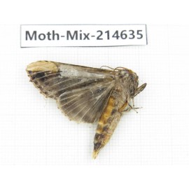 Moths sp. China, Guizhou, Bijie area, Jinsha county.1Pcs. Moth-Mix-214635.