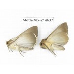 Moths sp. China, Guizhou, Qiandongnan, Congjiang county.2Pcs. Moth-Mix-214637.