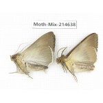 Moths sp. China, Guizhou, Qiandongnan, Congjiang county.2Pcs. Moth-Mix-214638.