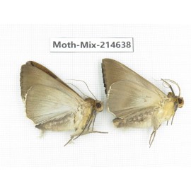 Moths sp. China, Guizhou, Qiandongnan, Congjiang county.2Pcs. Moth-Mix-214638.