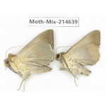 Moths sp. China, Guizhou, Qiandongnan, Congjiang county.2Pcs. Moth-Mix-214639.