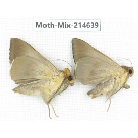 Moths sp. China, Guizhou, Qiandongnan, Congjiang county.2Pcs. Moth-Mix-214639.
