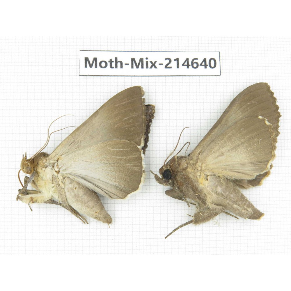 Moths sp. China, Guizhou, Qiandongnan, Congjiang county.2Pcs. Moth-Mix-214640.