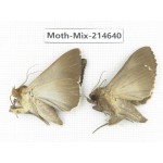 Moths sp. China, Guizhou, Qiandongnan, Congjiang county.2Pcs. Moth-Mix-214640.