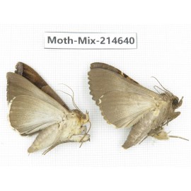 Moths sp. China, Guizhou, Qiandongnan, Congjiang county.2Pcs. Moth-Mix-214640.