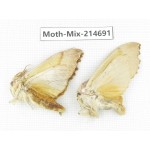 Moths sp. China, Guizhou, Qiandongnan, Congjiang county.2Pcs. Moth-Mix-214691.