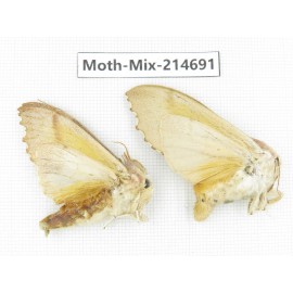 Moths sp. China, Guizhou, Qiandongnan, Congjiang county.2Pcs. Moth-Mix-214691.